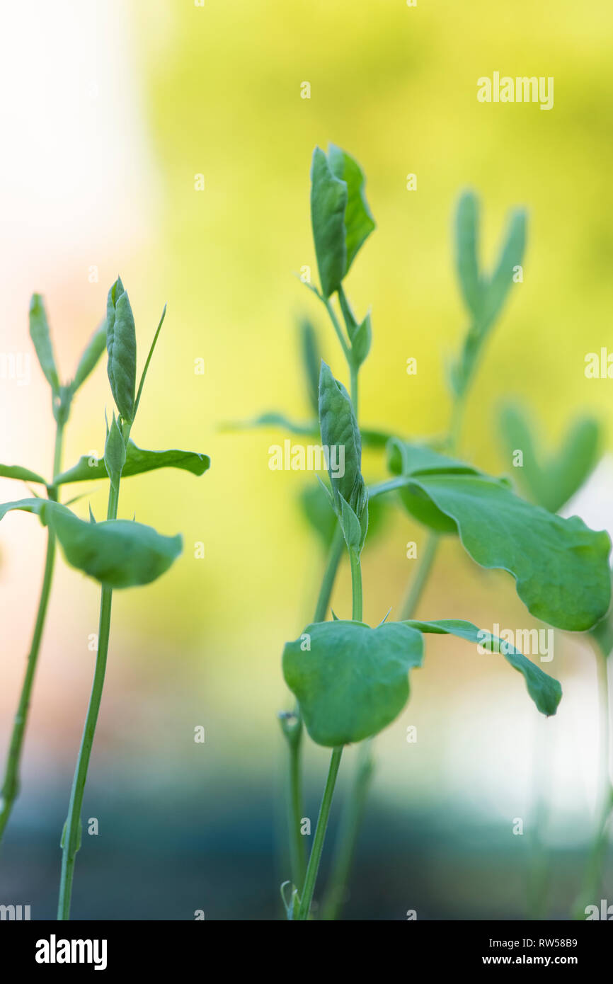 Lathyrus odoratus. Sweet Pea seedlings Stock Photo