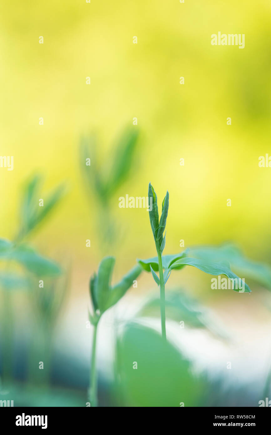 Lathyrus odoratus. Sweet Pea seedlings Stock Photo