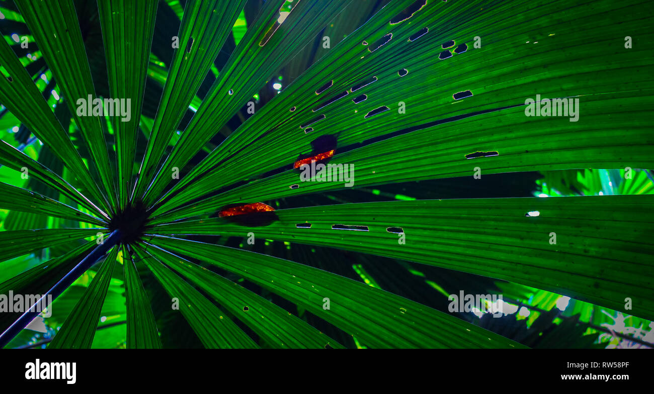 giant fern plant leaf in australian rainforest. Cairns australia Stock Photo