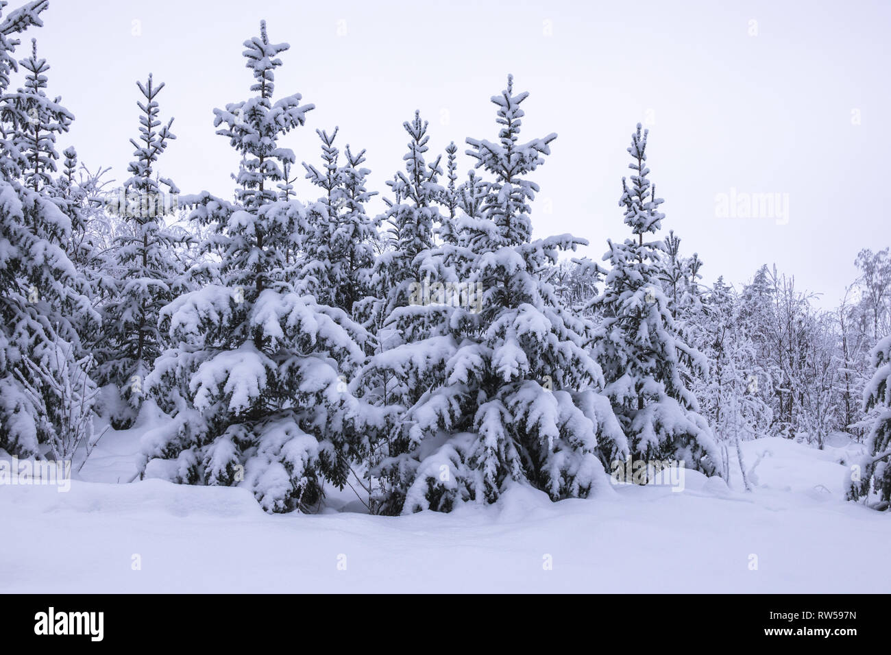Snowy forest. Fir trees in winter landscape with thick snow. Stock Photo