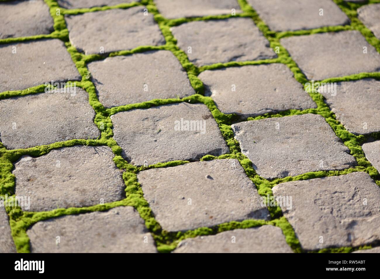 Moss (Bryophyta) vivid green moss growing between the joints of gray
