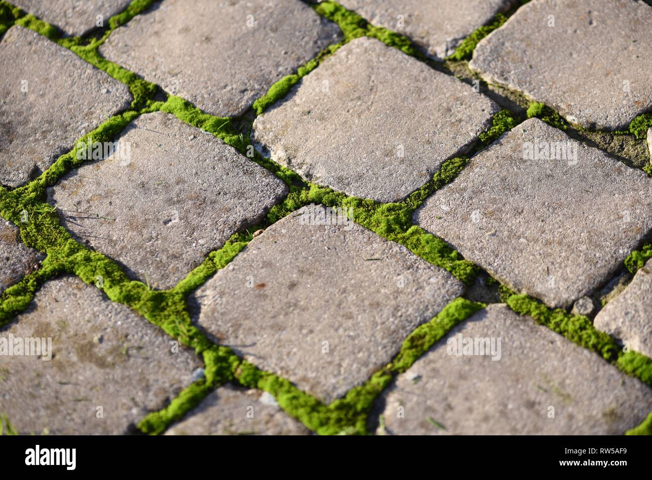Moss (Bryophyta) vivid green moss growing between the joints of gray