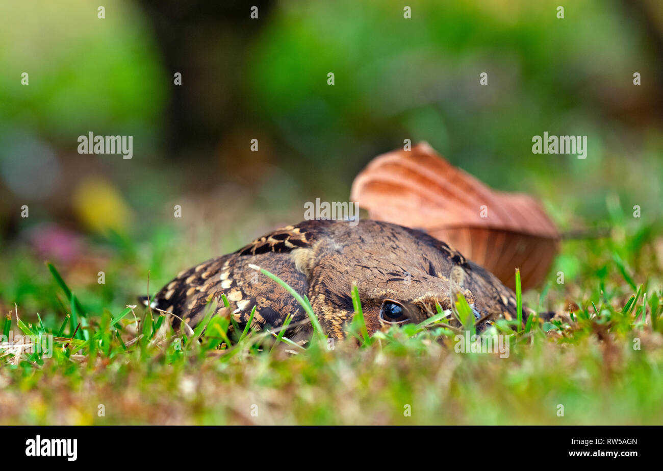 The Dusky Nightjar Antrostomus saturatus hiding in grass Stock Photo