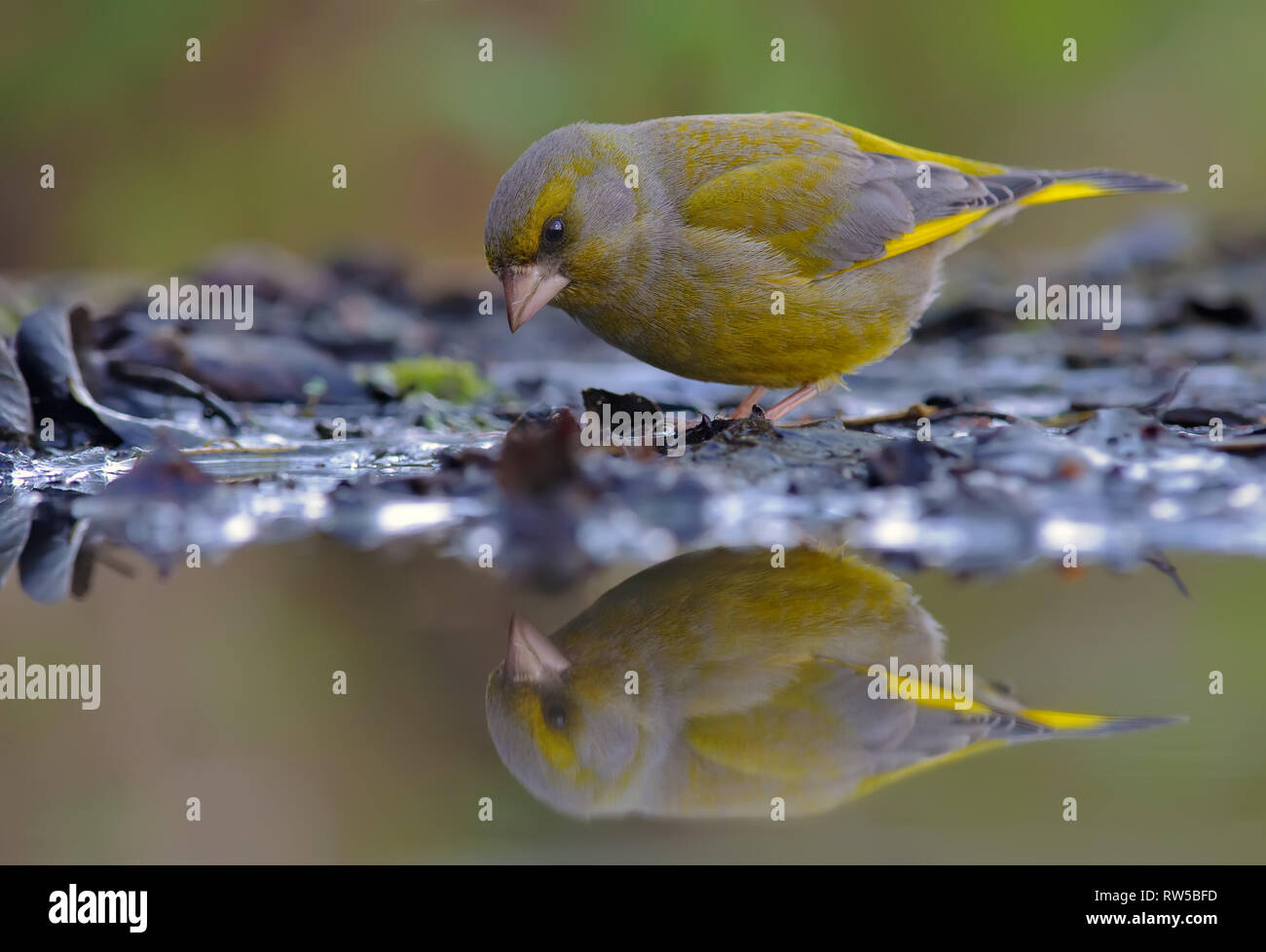 European greenfinch looking at his reflection in water pond Stock Photo