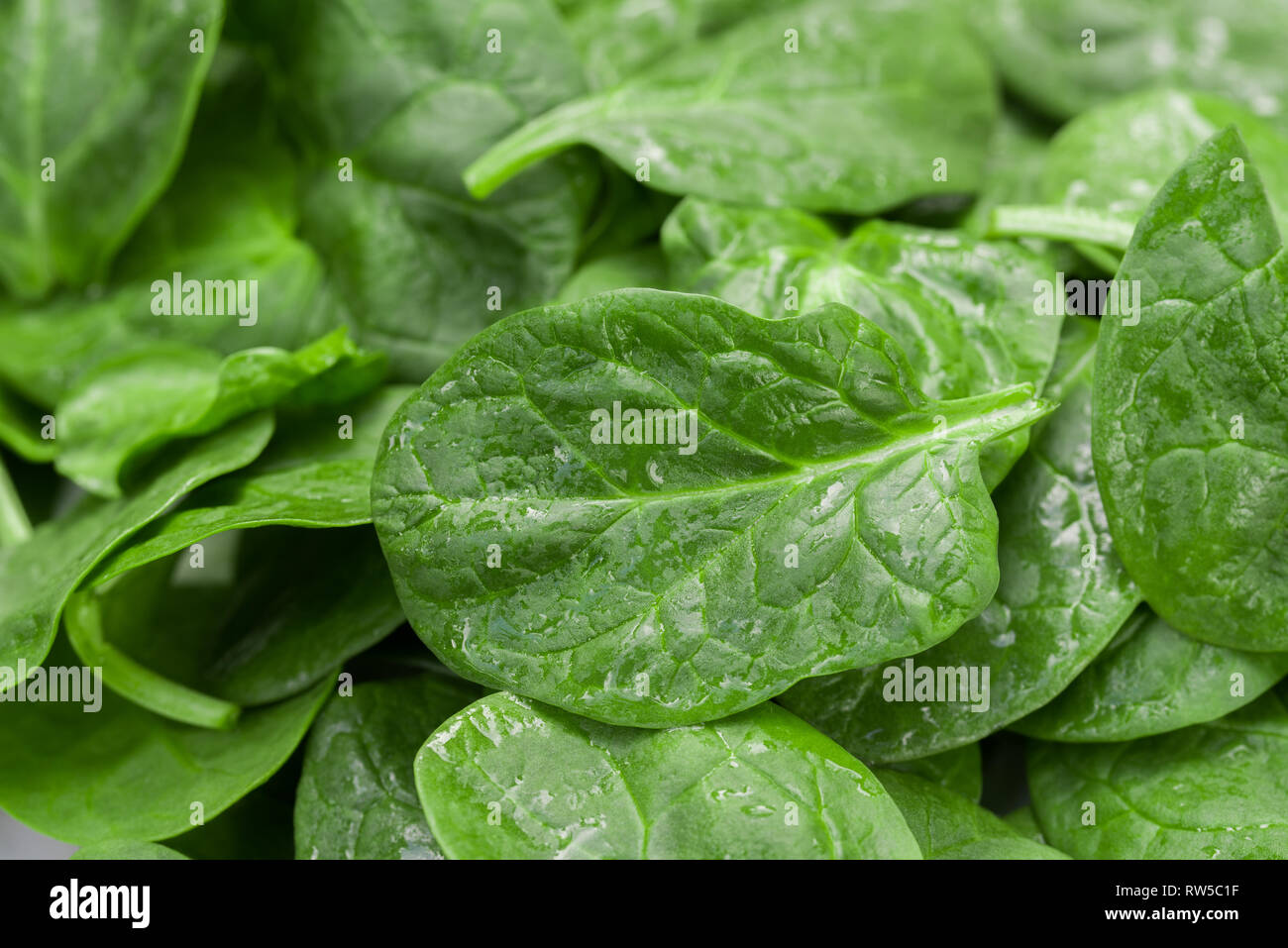 spinach fresh green leaves macro Stock Photo Alamy