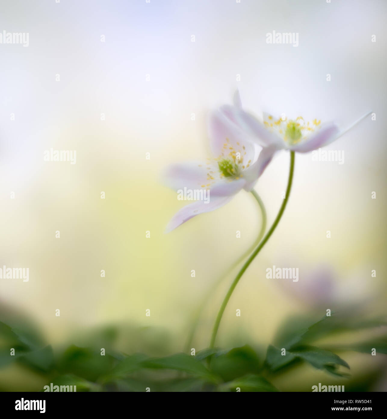 Soft focus flower hi-res stock photography and images - Alamy