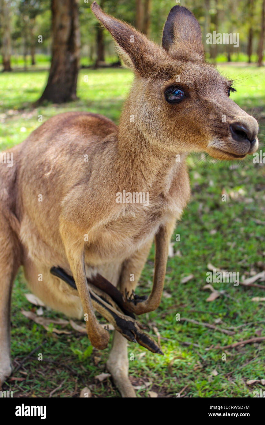 Cute baby kangaroo hires stock photography and images Alamy