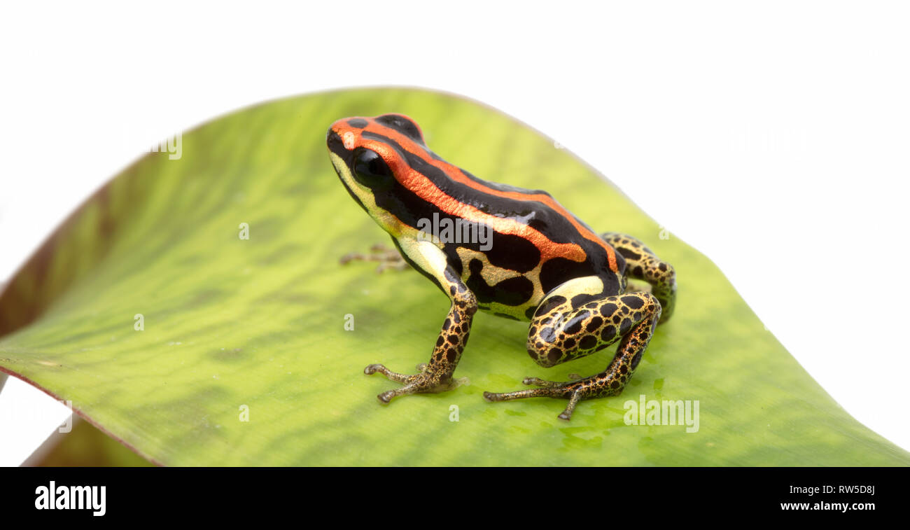 Red stiped poison dart frog from the Amazon rain forest, Ranitomeya uakarii golden leggs Stock Photo