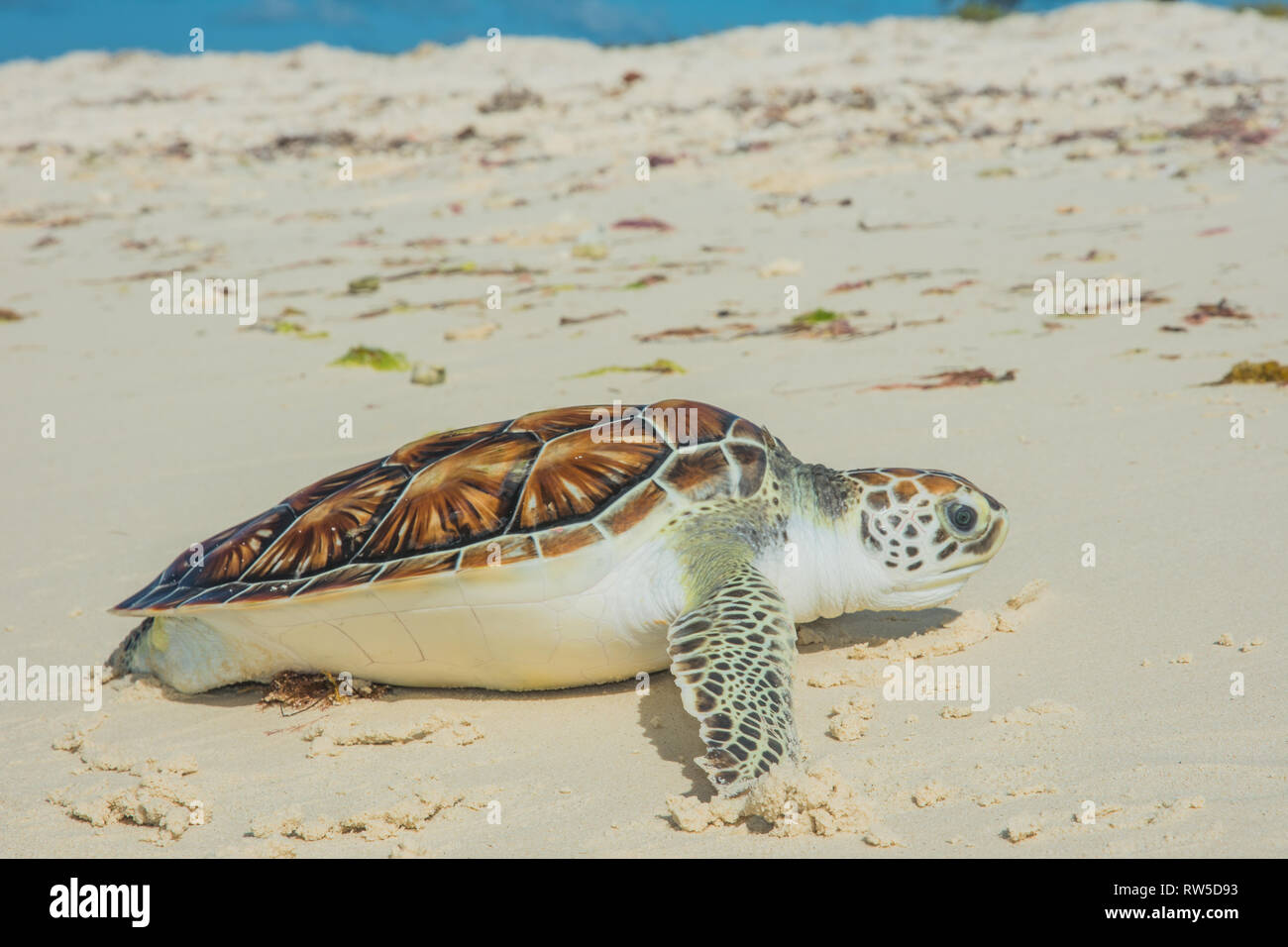 tortuga verde, Chelonia mydas, Granja de Tortugas, Los Roques, Venezuela Caribe. Stock Photo