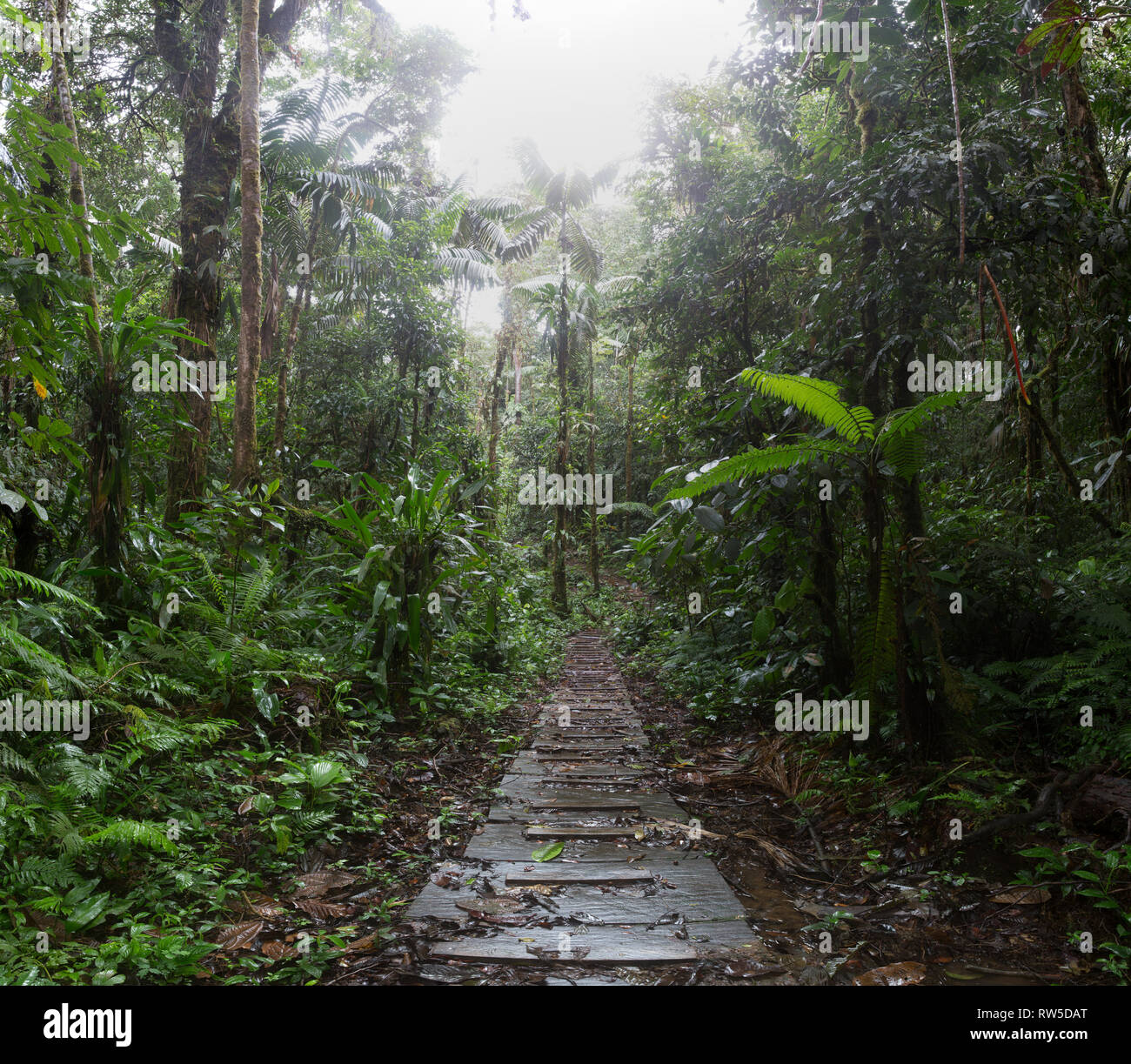 jungle trail in the amazon rain forest Stock Photo