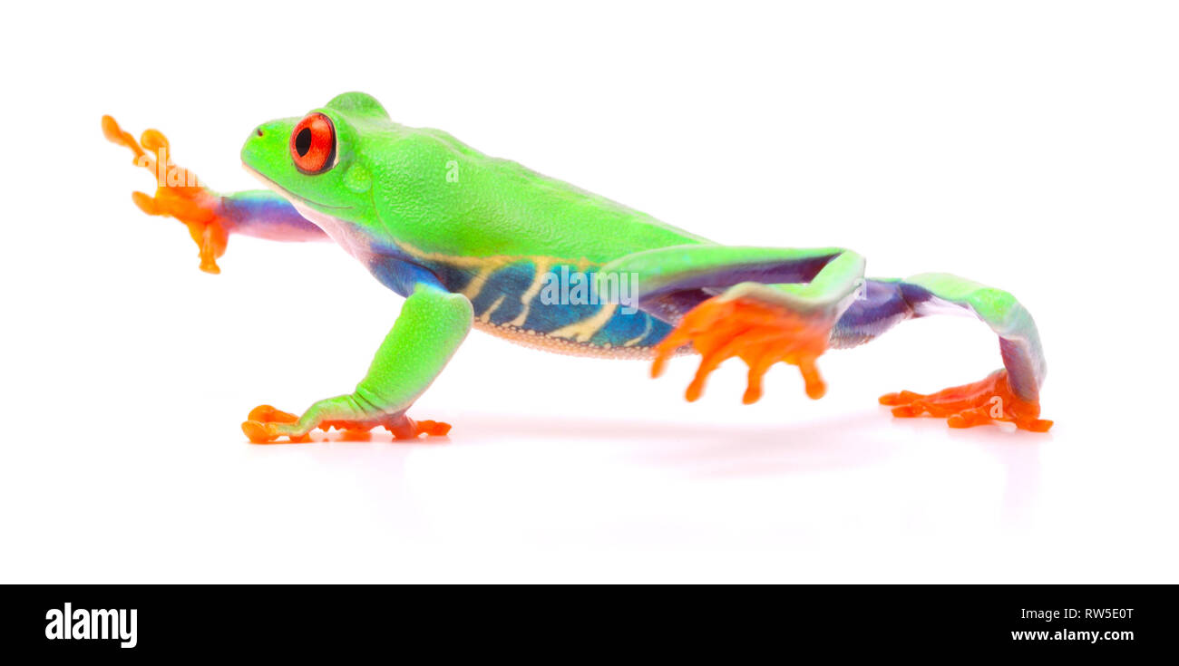 Red eyed tree frog walking, Agalychnis callydrias. A tropical rain forest animal with vibrant eye isolated on a white background. Stock Photo