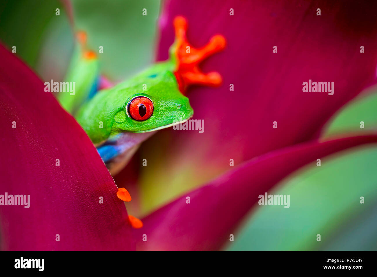 red eyed tree frog from the tropical jungle of Costa RIca, Nicaragua and Panama, a macro of an exotic rain forest animal Stock Photo