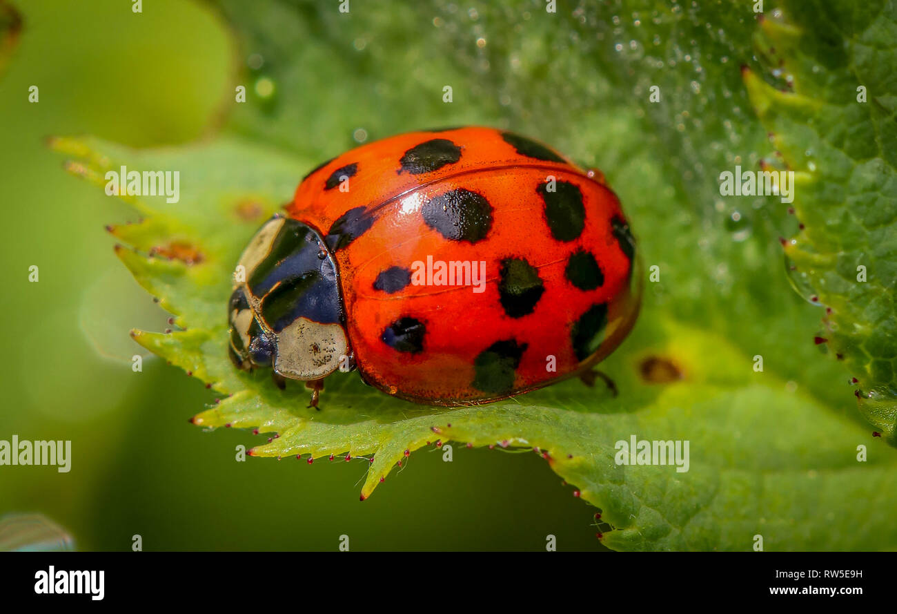 lucky charm ladybug on leaf with many points, macro portrait insect, have a happy lucky day Stock Photo