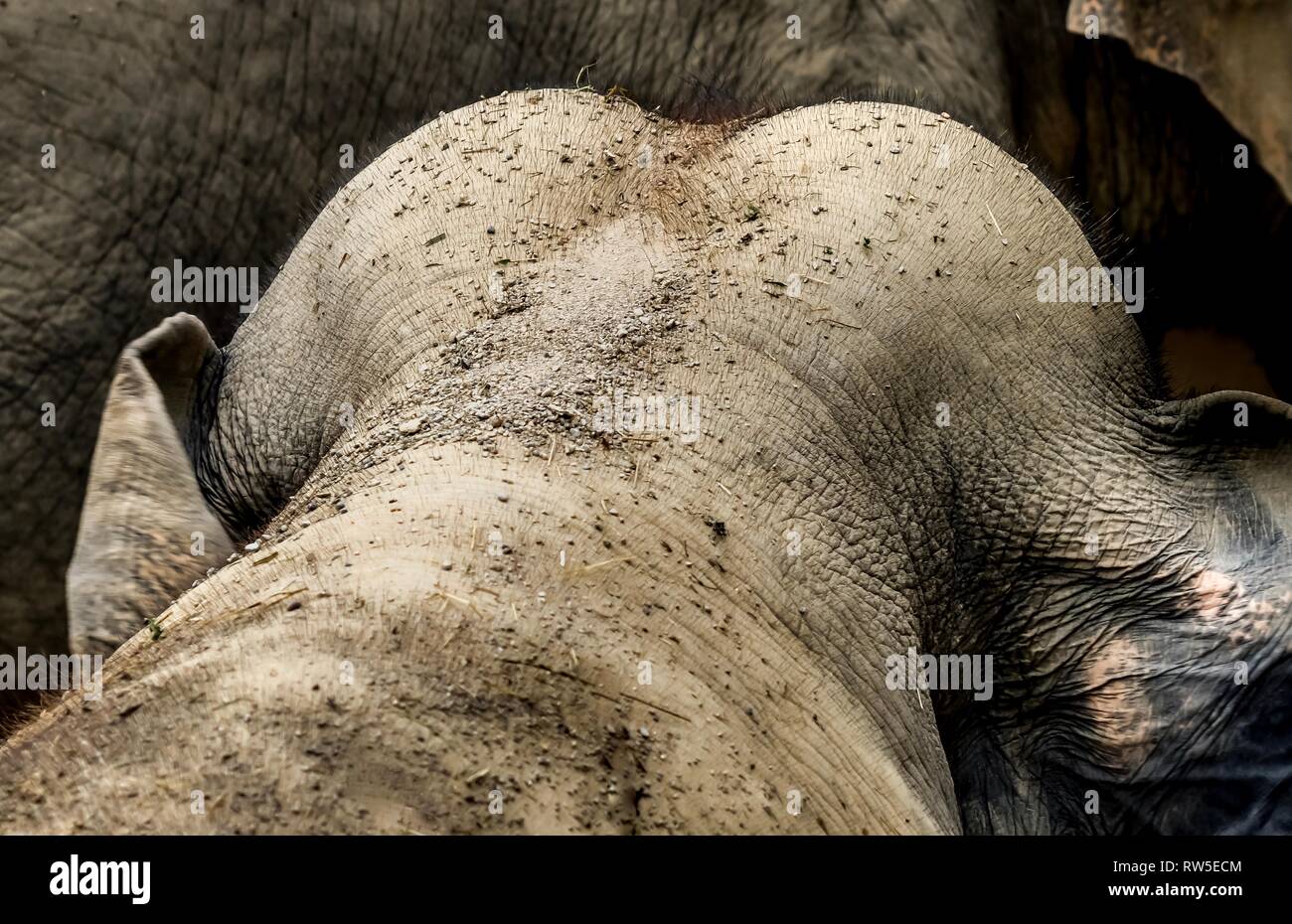 baby elephant head from back portrait, strong rough elephant skin texture Stock Photo
