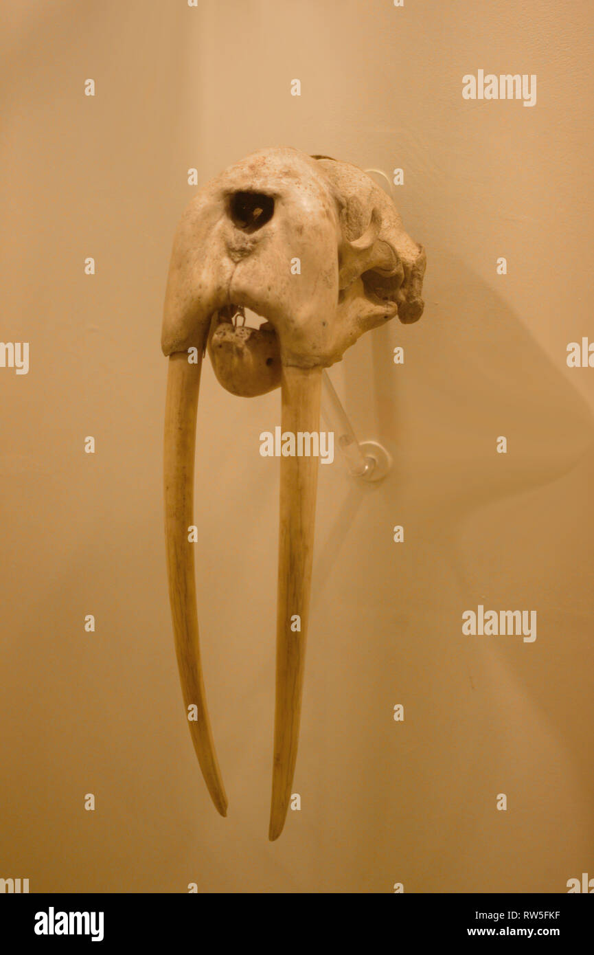 Skull of a walrus bull with long teeth in a zoological collection. Stock Photo