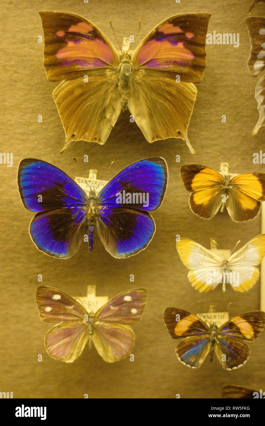 Butterfly collection in a zoological collection Stock Photo