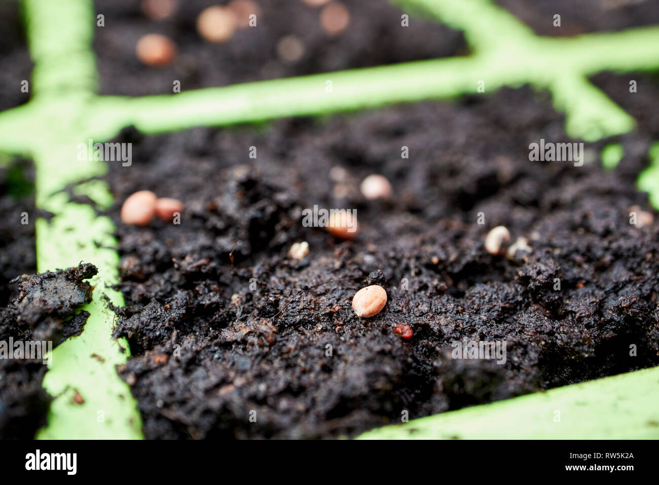 planting seeds in spring in garden trays Stock Photo - Alamy