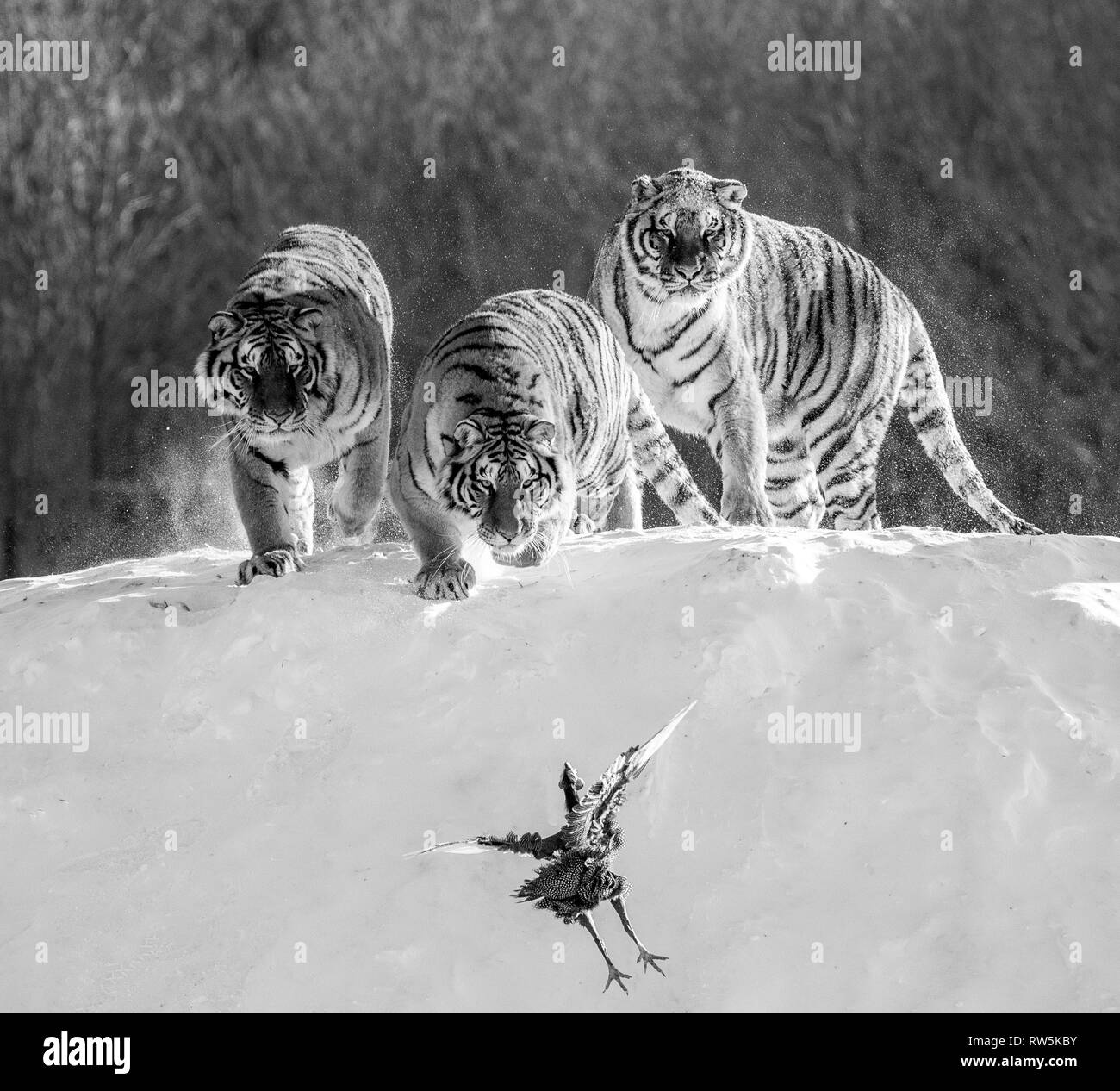 Several Siberian Tigers Are Standing On A Snow Covered Hill And Catch Prey Black And White China Harbin Mudanjiang Province Hengdaohezi Park Stock Photo Alamy