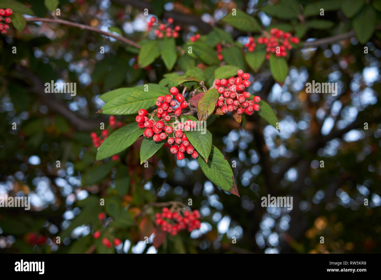 Cotoneaster frigidus branch with red bverries Stock Photo