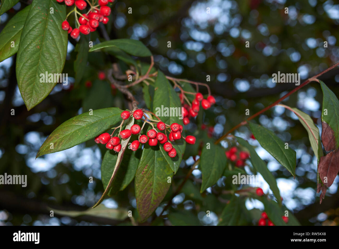 Cotoneaster frigidus branch with red bverries Stock Photo