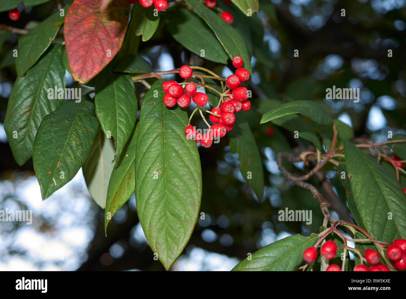 Cotoneaster frigidus branch with red bverries Stock Photo