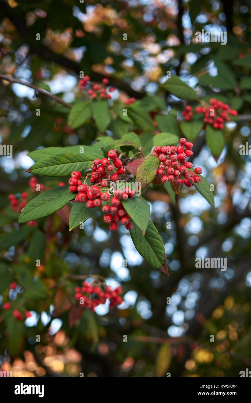 Cotoneaster frigidus branch with red bverries Stock Photo