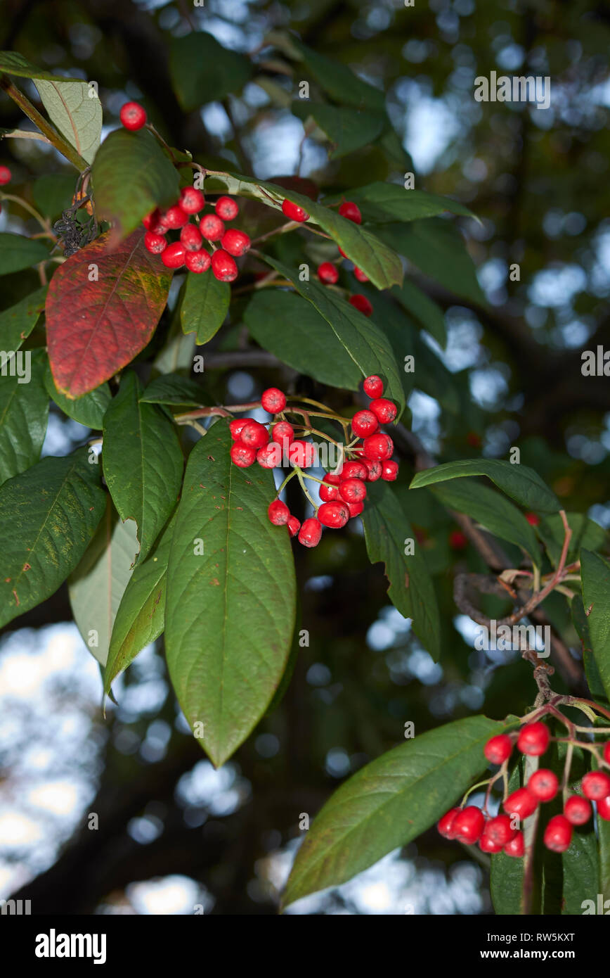 Cotoneaster frigidus branch with red bverries Stock Photo