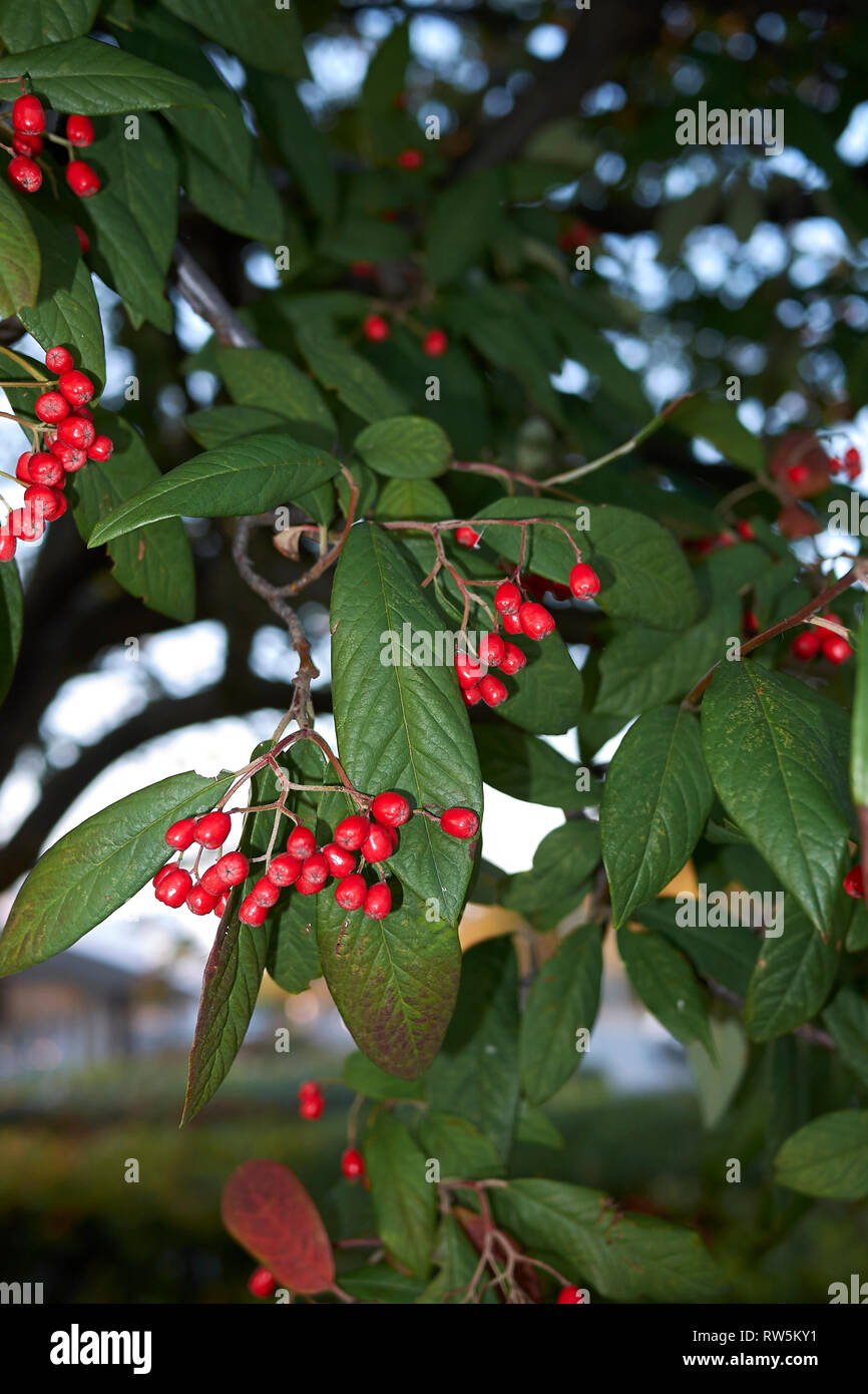 Cotoneaster frigidus branch with red bverries Stock Photo