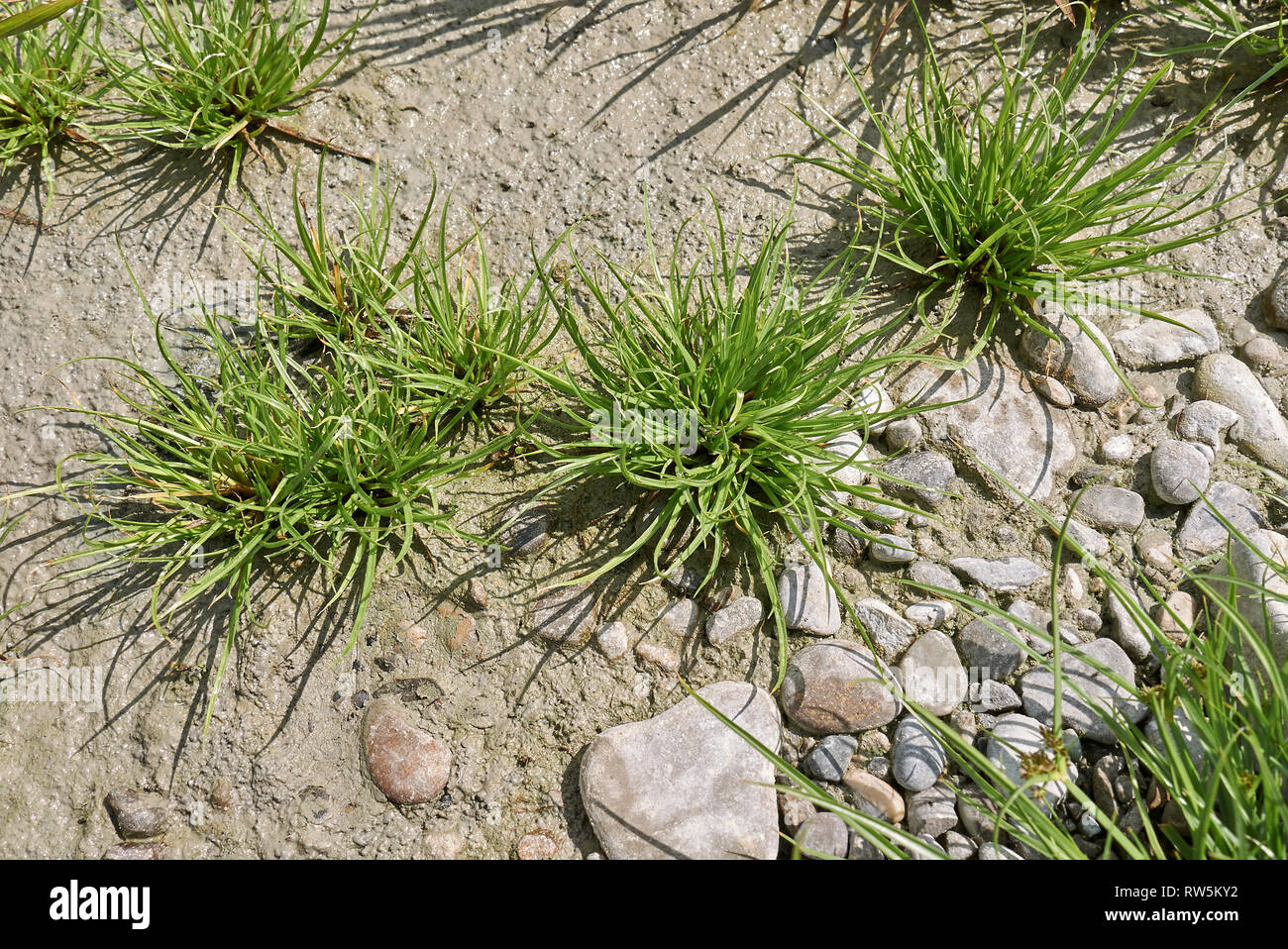 Cyperus fuscus plants in a riverbed Stock Photo