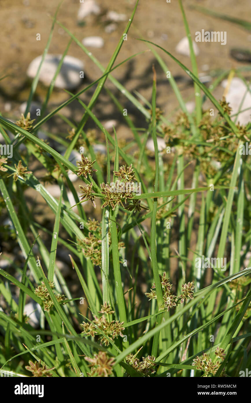 Cyperus fuscus plants in a riverbed Stock Photo