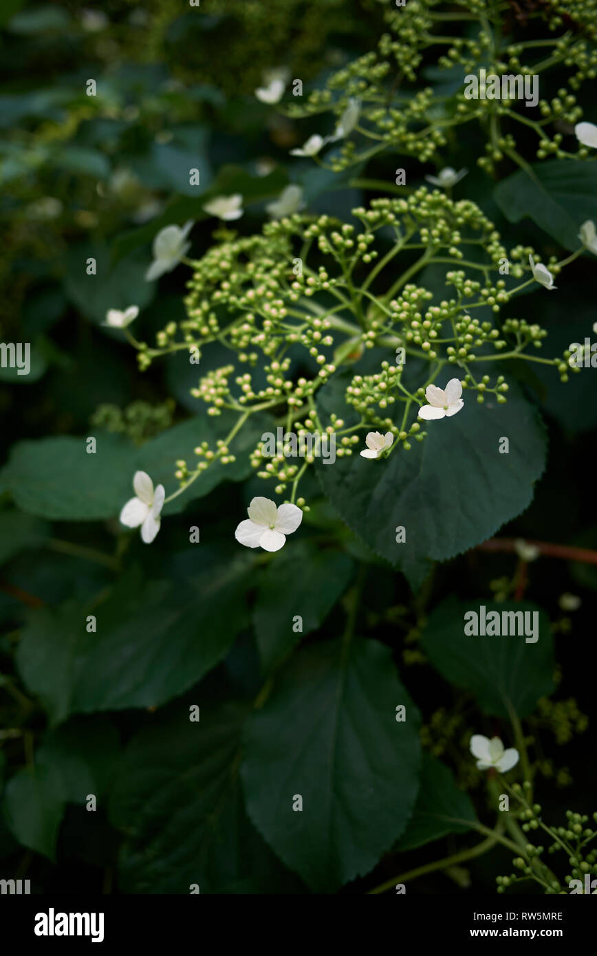 Hydrangea petiolaris close up Stock Photo