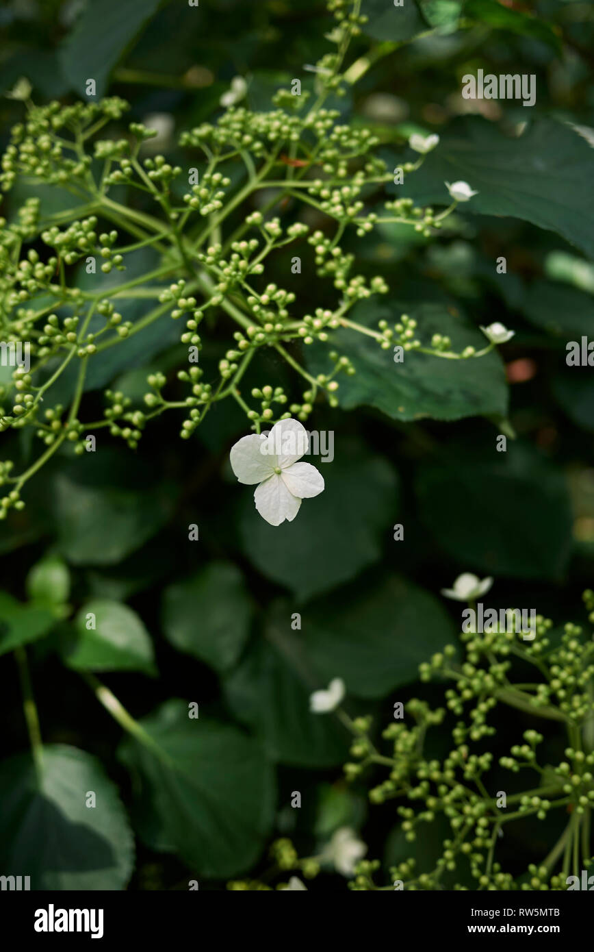 Hydrangea petiolaris close up Stock Photo