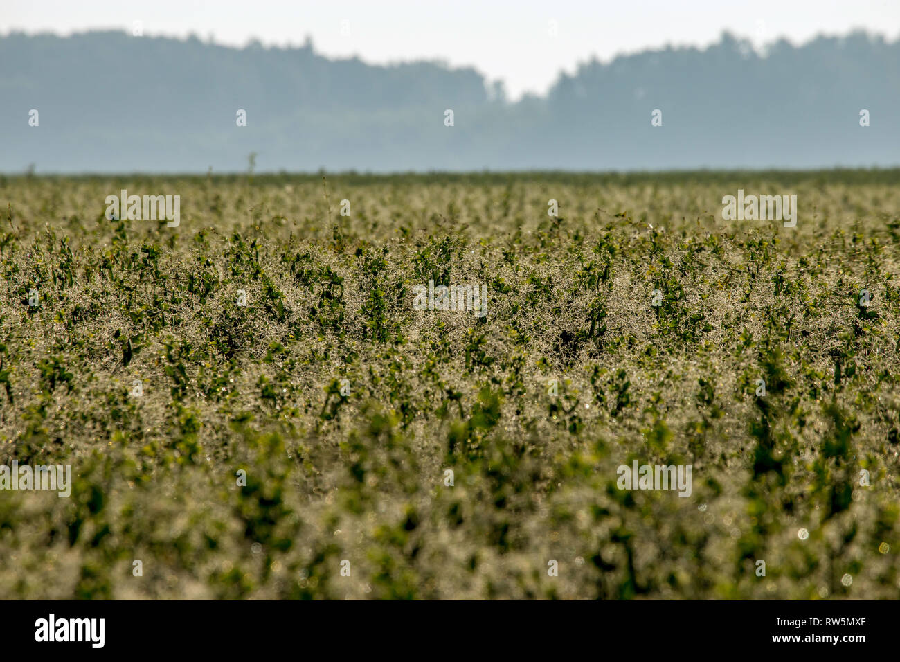 Summer landscape with green field and forest in fog. Classic rural