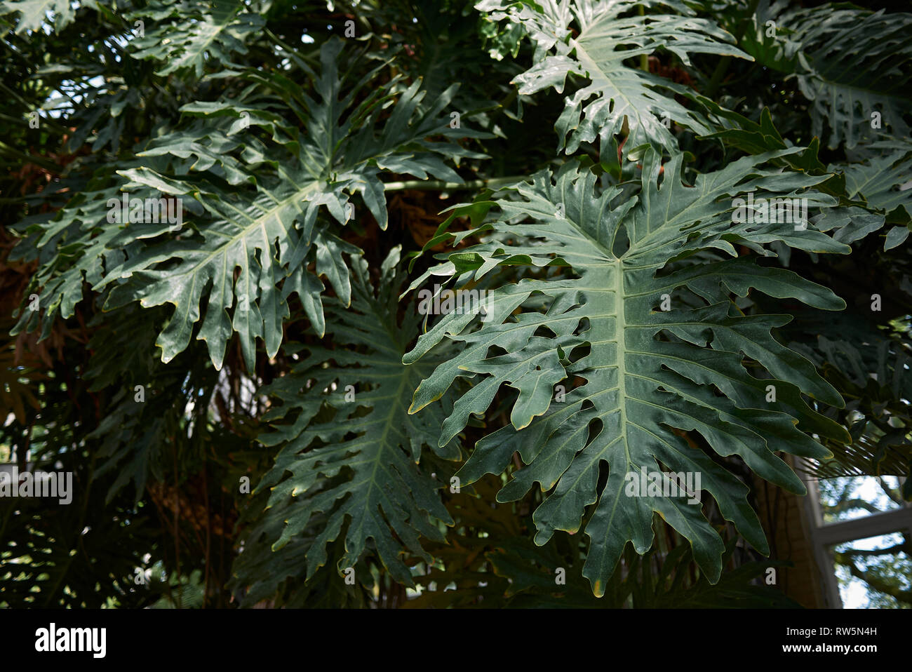 red cedar plant Brodie Eastern Red Cedar – Tall, Elegant & Resilient Evergreen main image 0