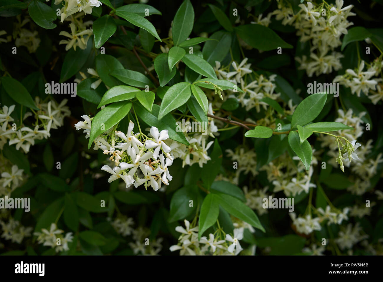 Trachelospermum jasminoides Stock Photo