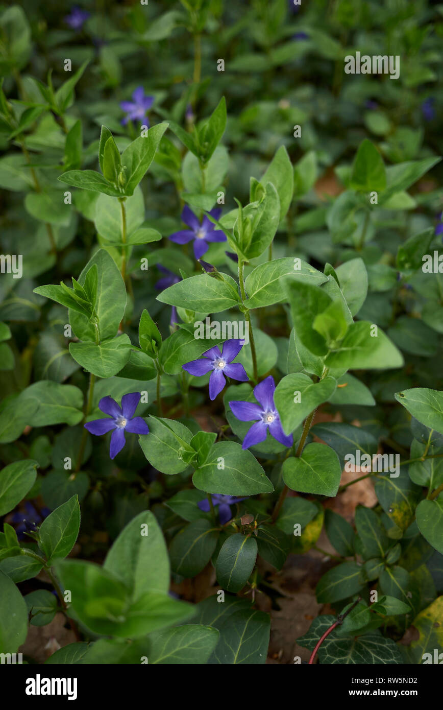 Vinca major in bloom Stock Photo Alamy