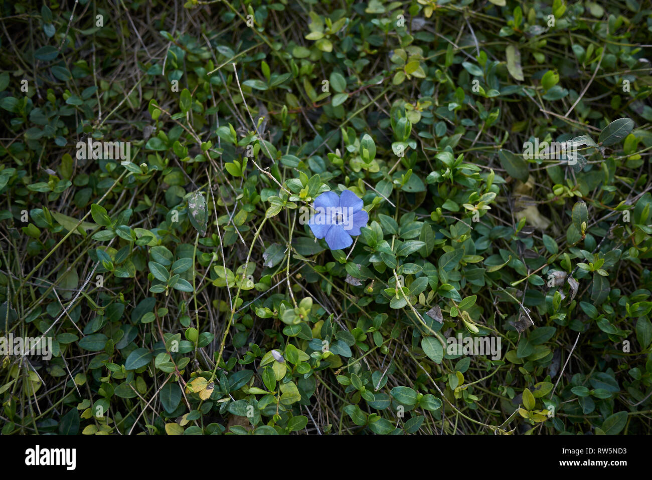 Vinca minor in bloom Stock Photo Alamy
