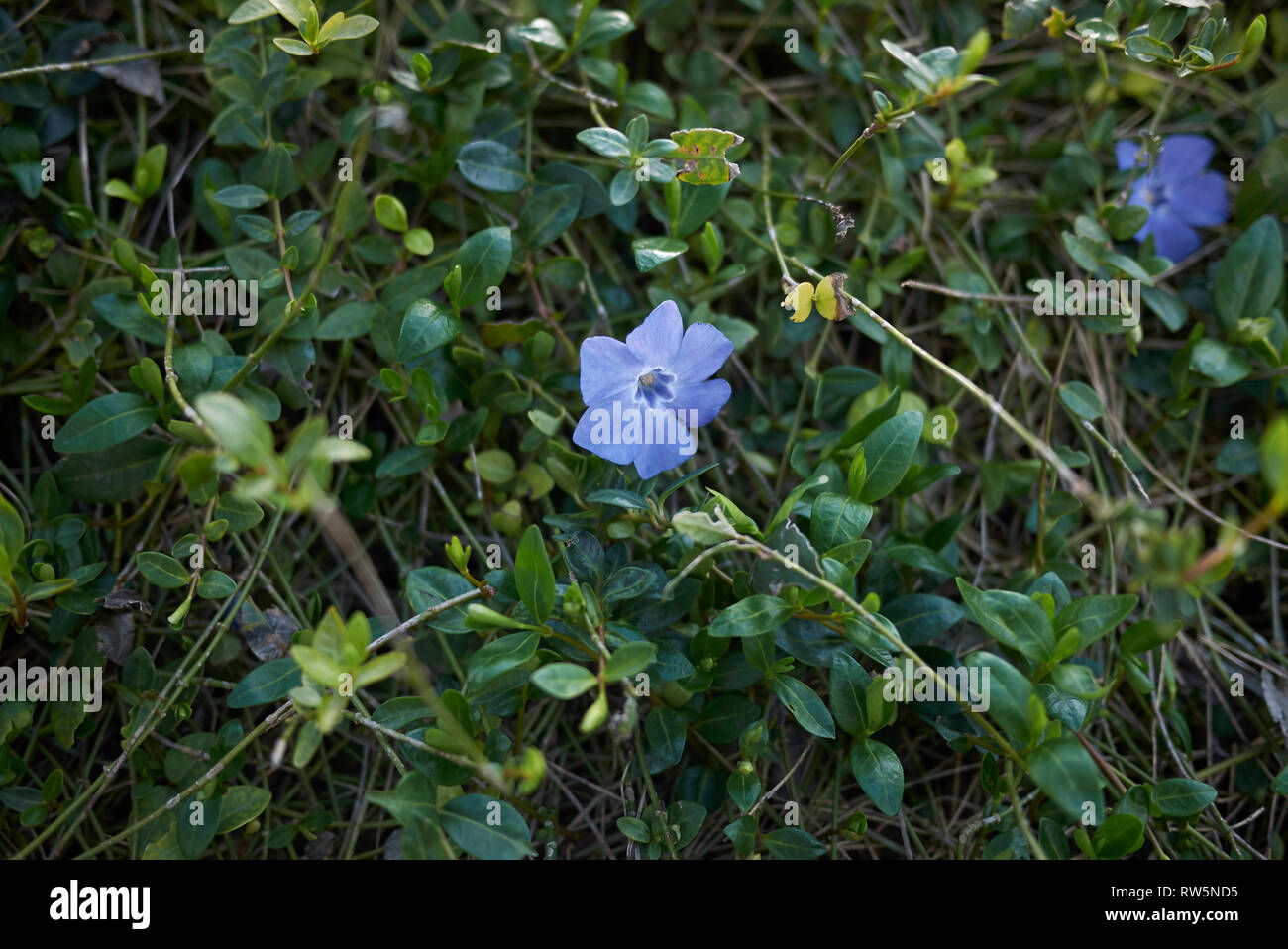 Vinca minor in bloom Stock Photo Alamy