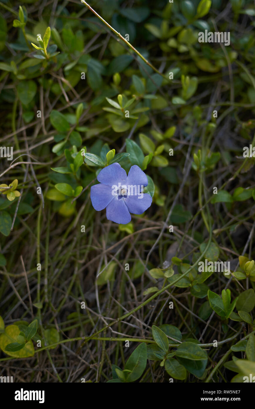 Vinca minor in bloom Stock Photo Alamy