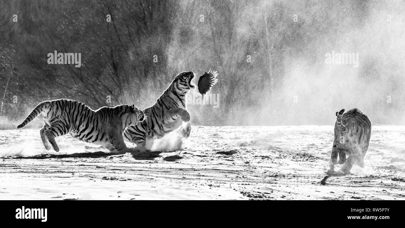Siberian tigers in a snowy glade catch their prey. Very dynamic shot