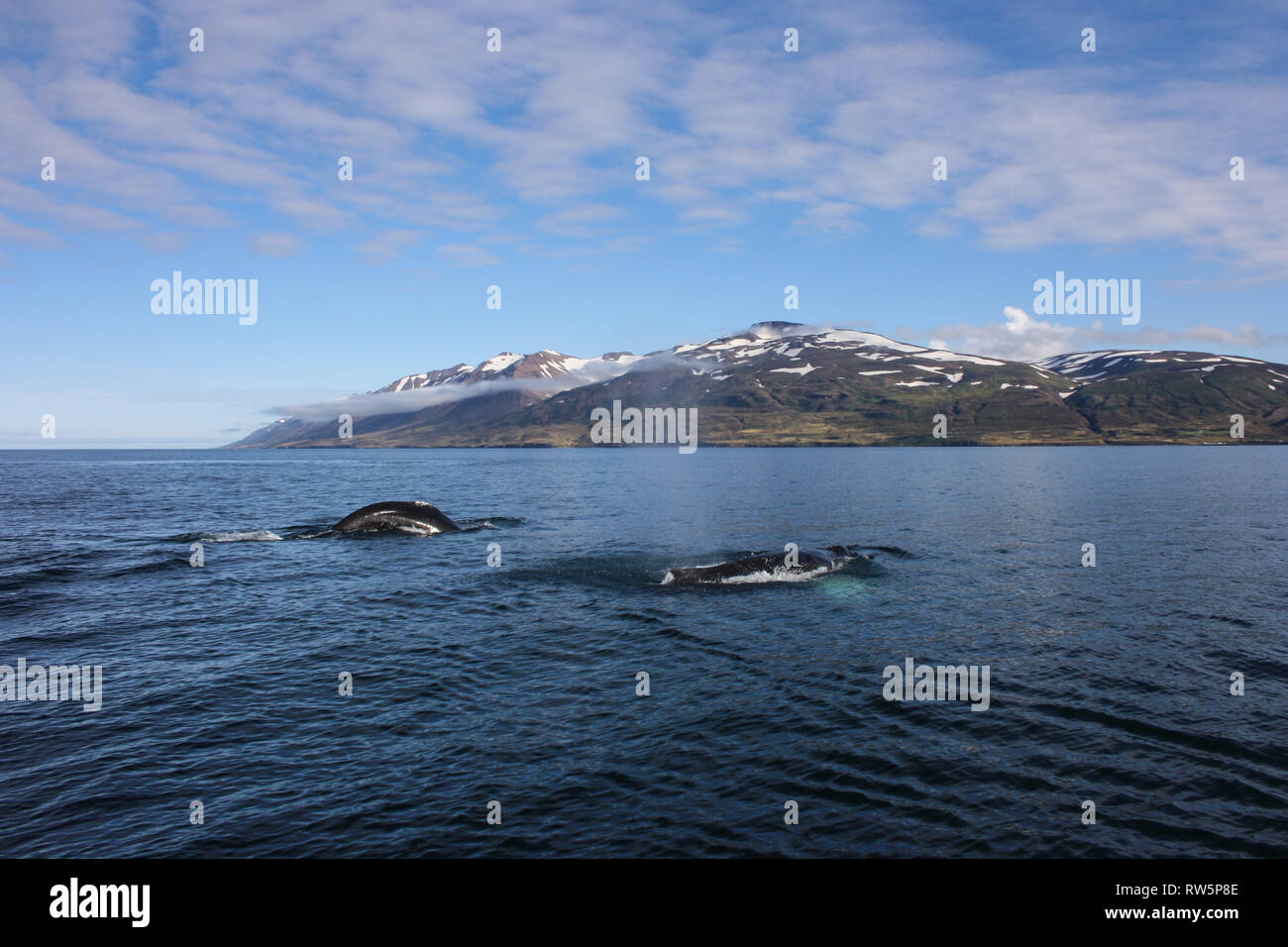Two Humpback Whales while whale watching in Dalvik, Iceland Stock Photo ...