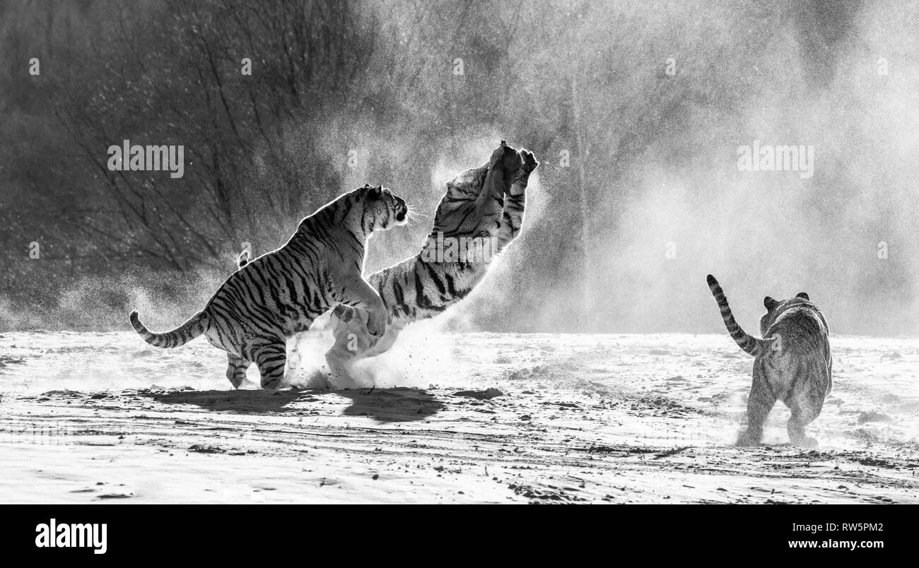 Siberian tigers in a snowy glade catch their prey. Very dynamic shot