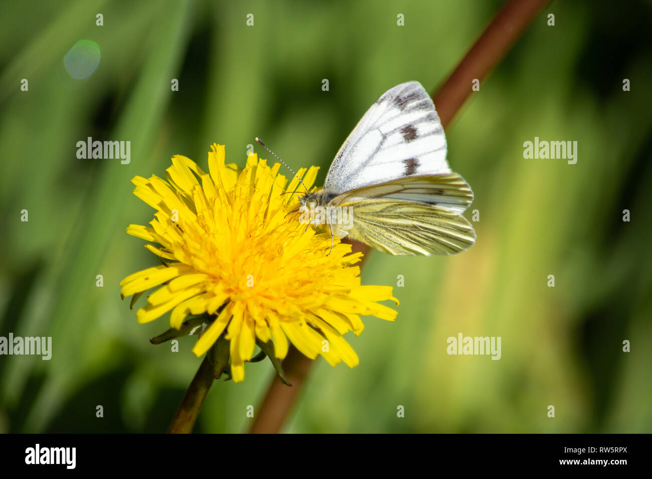 Green-veined White butterfly on a dandelion Stock Photo
