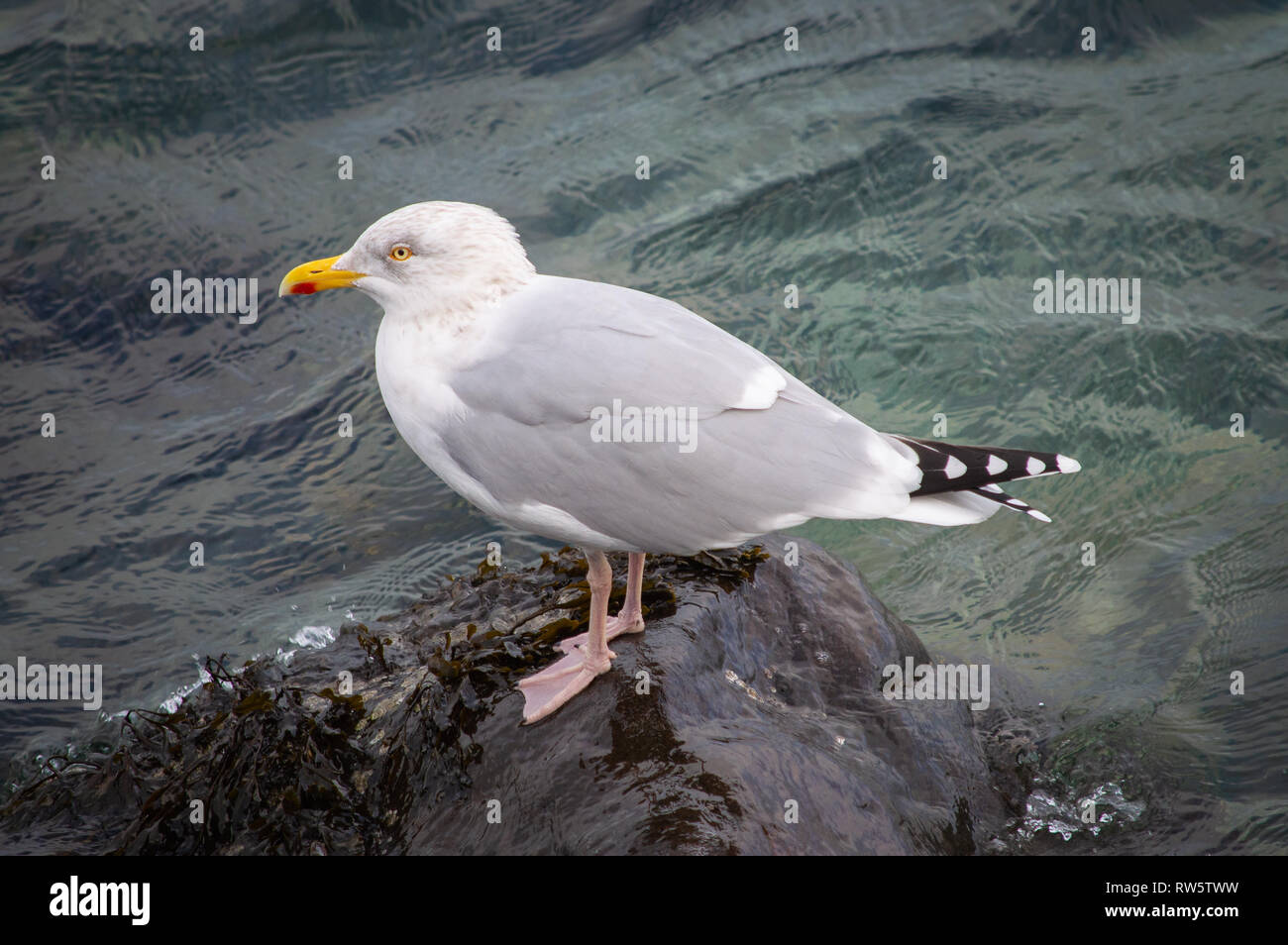 Herring Gull on a rock Stock Photo
