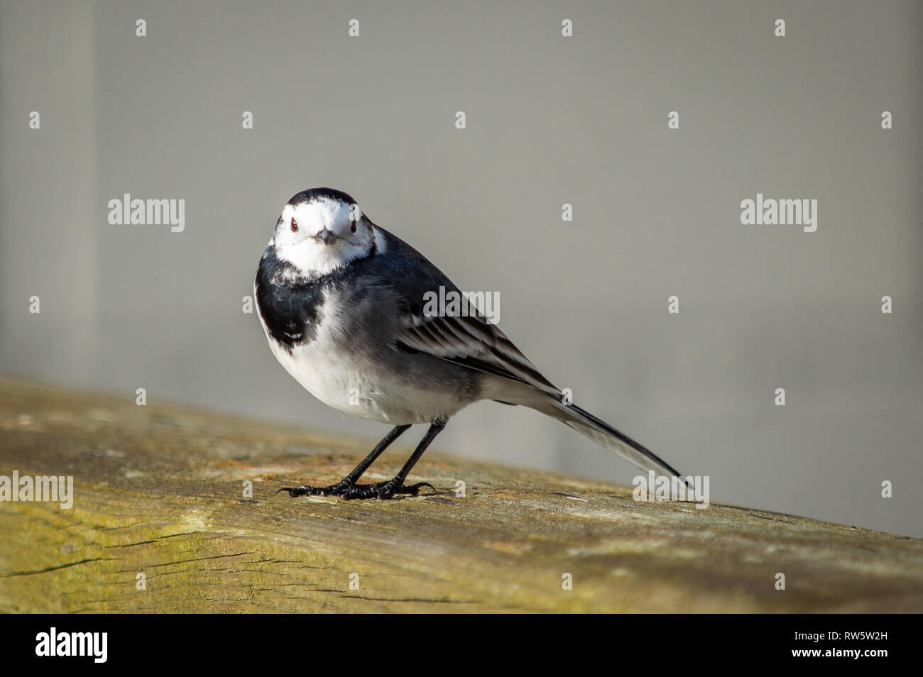 Pied Wagtail on a wooden fence Stock Photo