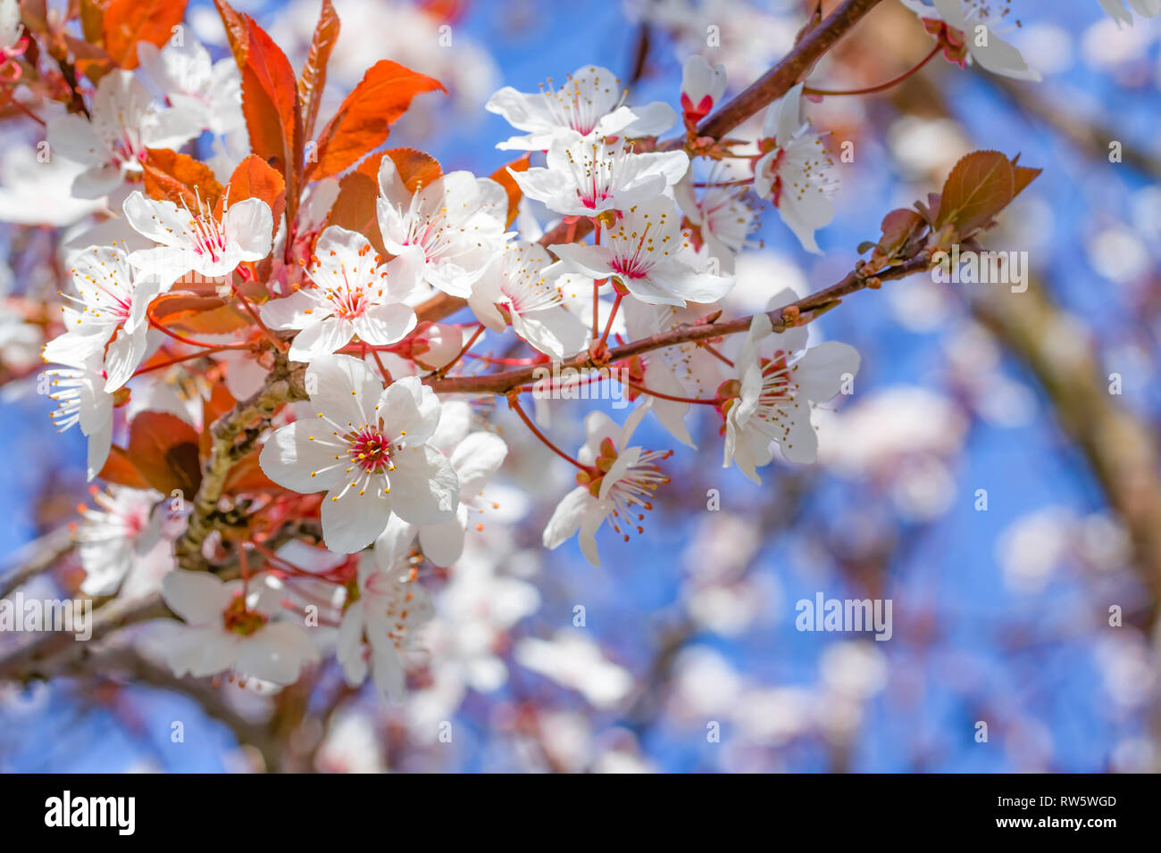 White red flowers of Prunus cerasifera. Blossoming branch with with flowers of cherry plum. Blooming tree. Prunus divaricata Stock Photo