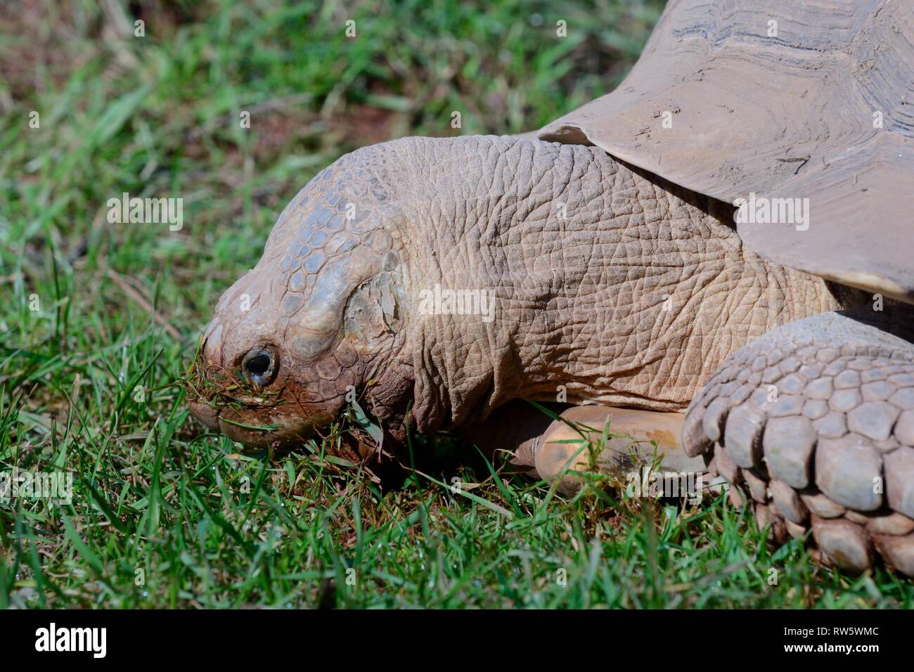 Portrait of a tortoise eating grass Stock Photo Alamy