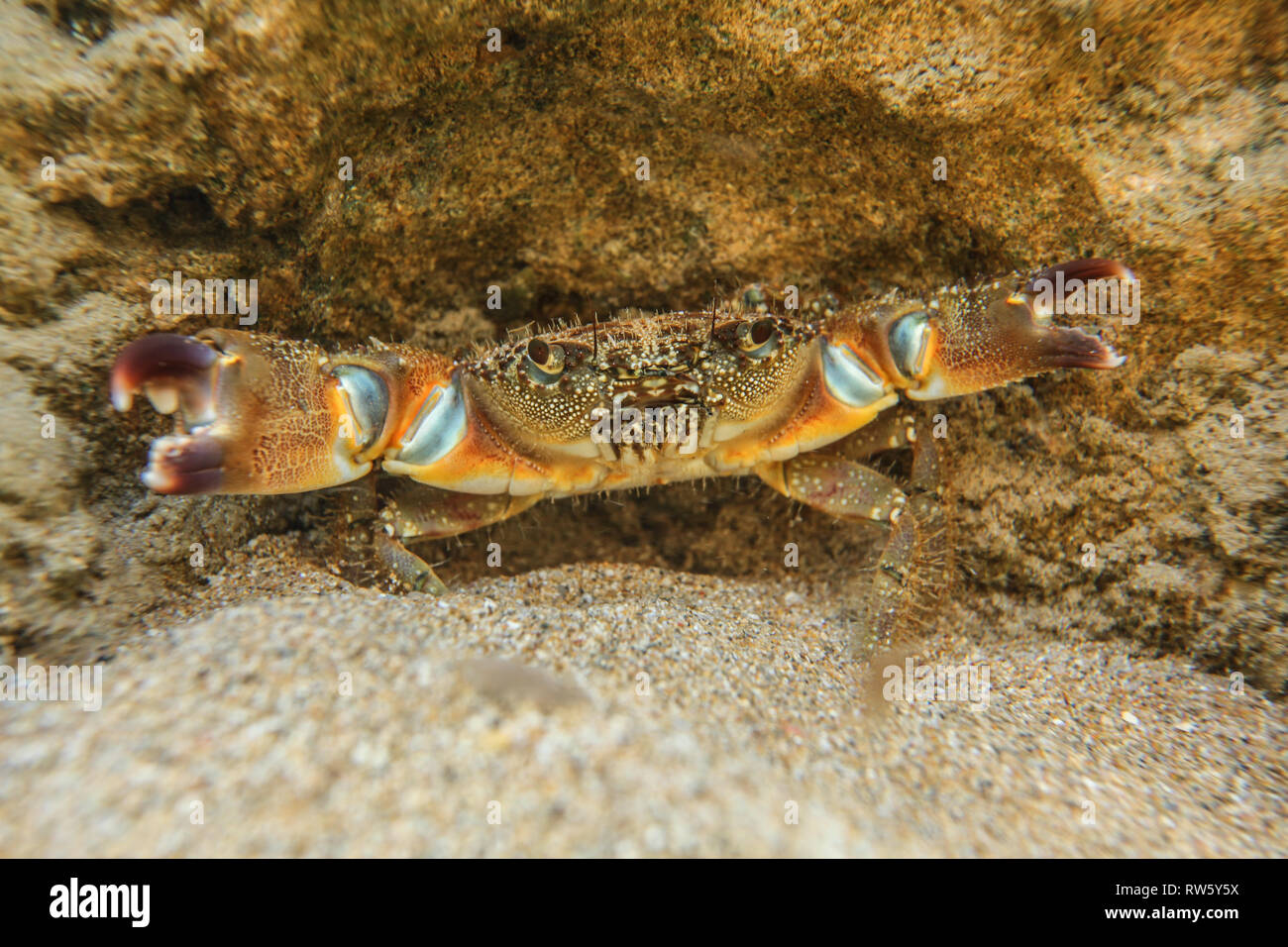 White chelae claws hi-res stock photography and images - Alamy