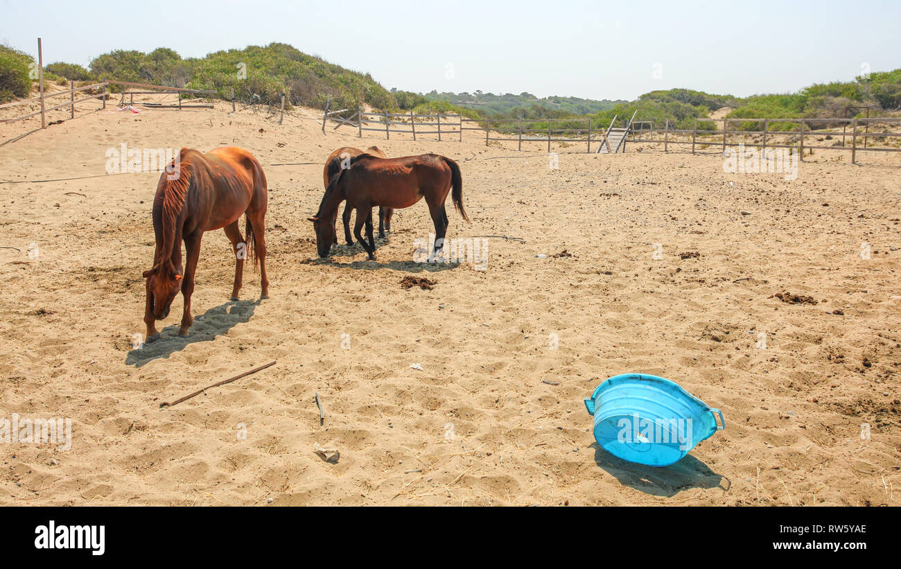 Horses at provisional, unkept yard near beach on a hot day, broken blue plastic basin in foreground. Stock Photo