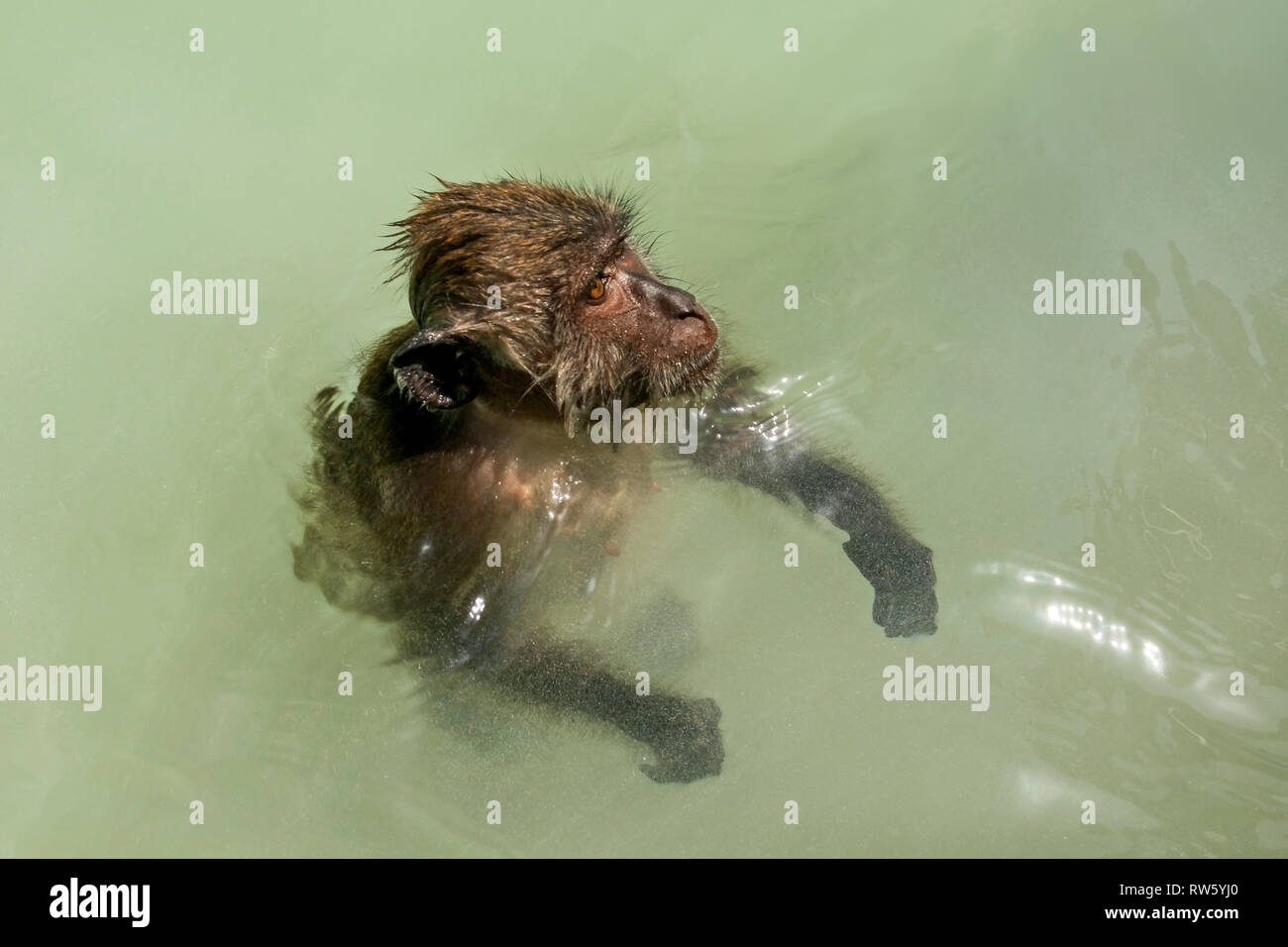 Crabeating macaque monkey swimming in shallow sea Stock Photo Alamy